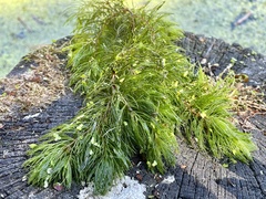 Ceratophyllum demersum