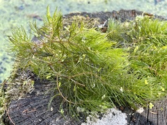 Ceratophyllum demersum