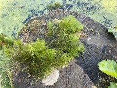 Ceratophyllum demersum