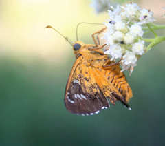 Apyrrothrix araxes