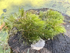 Ceratophyllum demersum