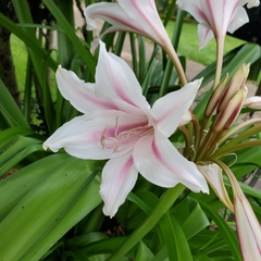Crinum bulbispermum