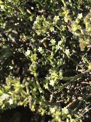 Thesium nigroperianthum