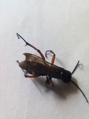 Cryptocheilus versicolor