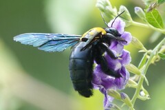 Xylocopa flavonigrescens