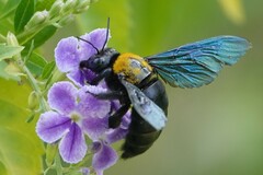 Xylocopa flavonigrescens
