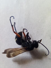 Cryptocheilus versicolor