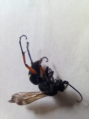 Cryptocheilus versicolor