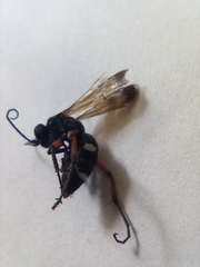 Cryptocheilus versicolor