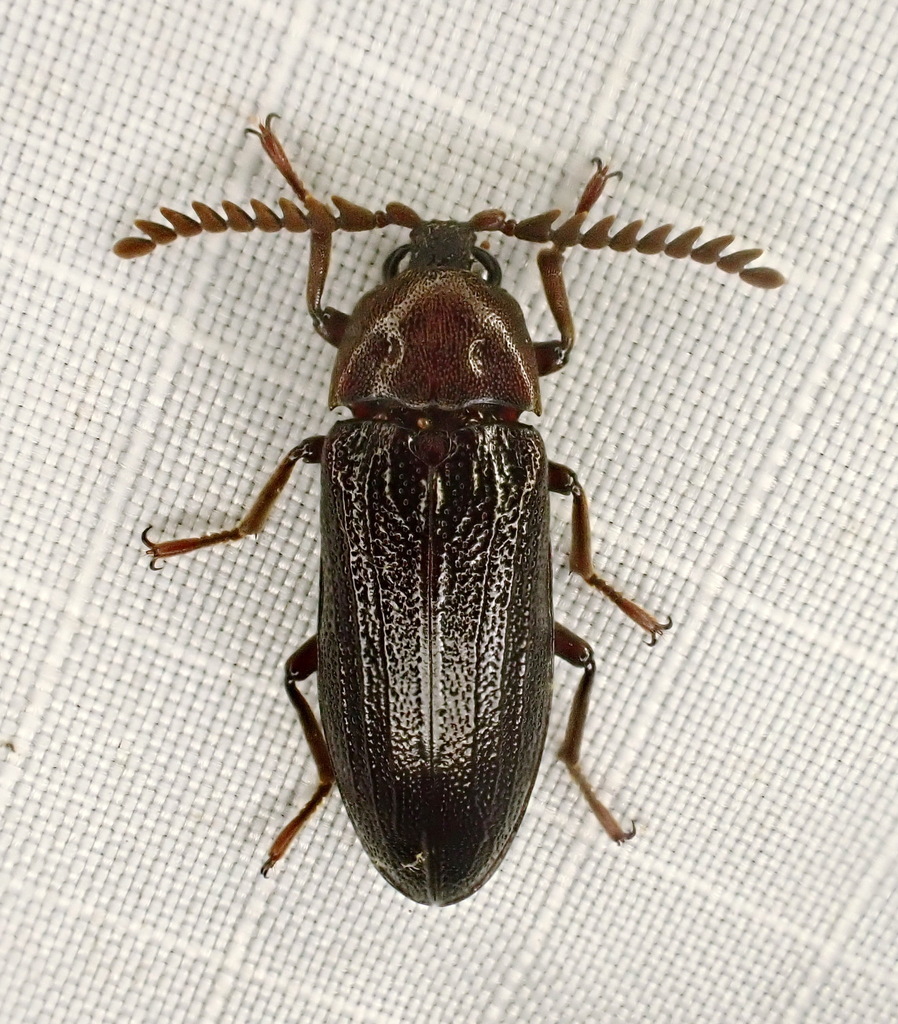 Serrate Cedar Beetle