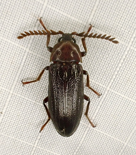 Serrate Cedar Beetle