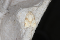 Adoxophyes negundana