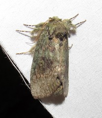 Cecrita biundata