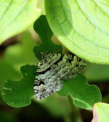 Xanthorhoe abrasaria