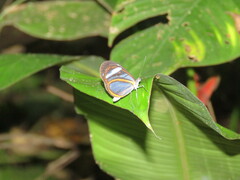 Napeogenes sylphis