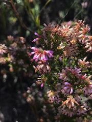 Erica dispar