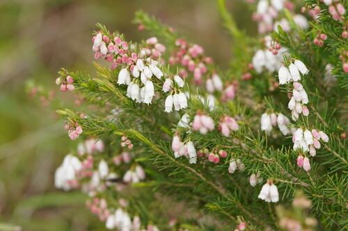 Erica lusitanica