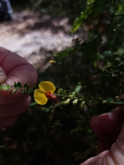 Bossiaea brownii