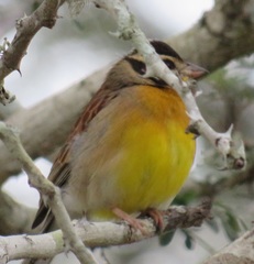 Emberiza flaviventris flaviventris