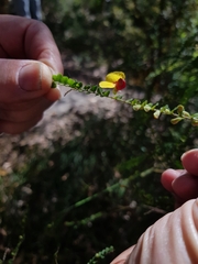 Bossiaea brownii