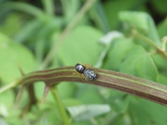 Heliophanus ussuricus