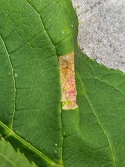Phyllonorycter sorbi