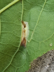 Phyllonorycter sorbi