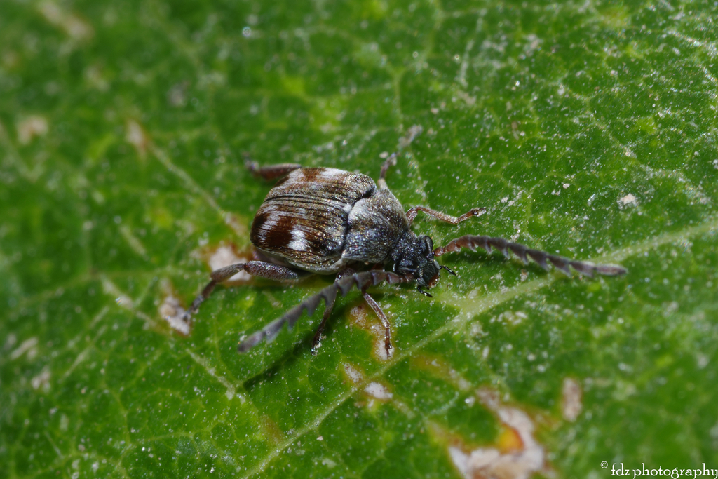 Bruchidius meleagrinus