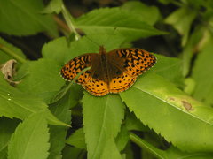 Speyeria cybele pseudocarpenteri