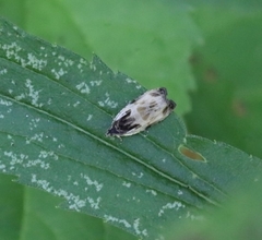 Olethreutes griseoalbana