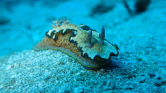 Glossodoris acosti
