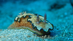 Glossodoris acosti