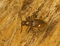 Cyrtoscydmini