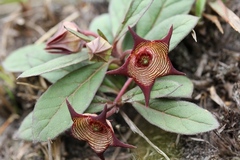 Brachystelma modestum