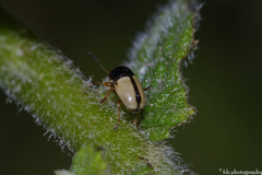 Cryptocephalus pygmaeus