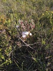 Lampranthus productus