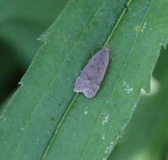 Dichomeris punctidiscellus