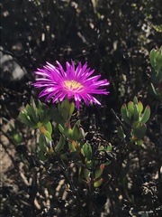 Lampranthus pauciflorus