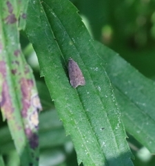 Dichomeris punctidiscellus