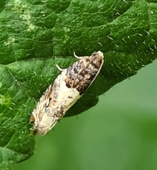 Notocelia trimaculana