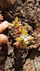 Delosperma ecklonis