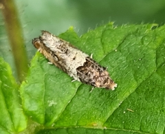 Notocelia trimaculana