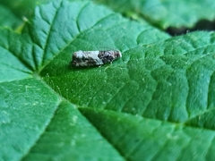 Notocelia trimaculana