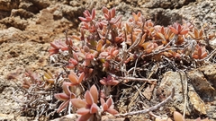 Delosperma ecklonis