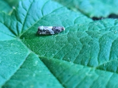 Notocelia trimaculana