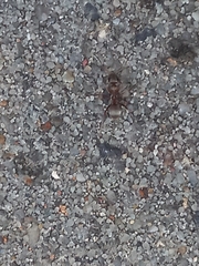Formica cinerea