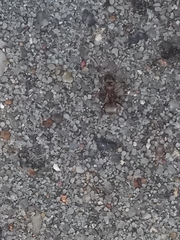 Formica cinerea