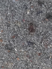 Formica cinerea