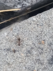 Formica cinerea