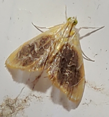 Glaphyria fulminalis